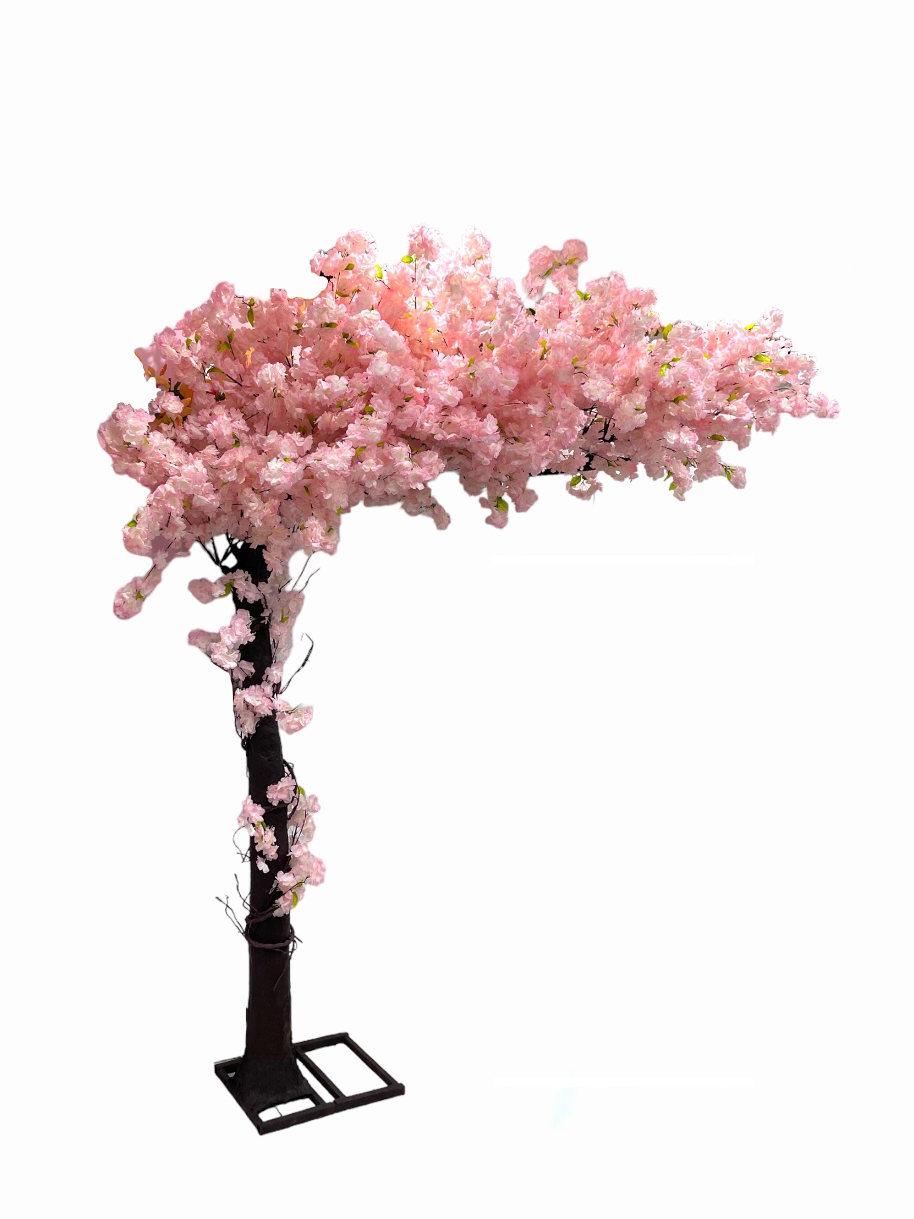 Cherry Blossom Tree Rental Very Berry Yogurt